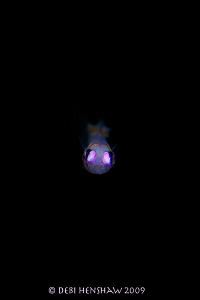"Dead Centre" Pink Eyed Goby face on. This guy is only 3c... by Debi Henshaw 